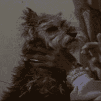 Toto