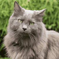 Nebelung