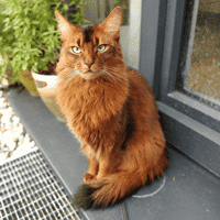 Somali cat