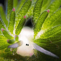 Leaf Sheep Sea Slug ( Costasiella Kuroshimae)