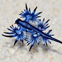 Glaucus Atlanticus