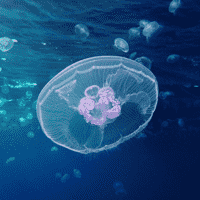 Moon Jellyfish (Aurelia Aurita)