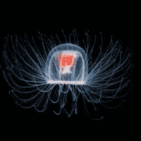 Turritopsis Dohrnii (Immortal jellyfish)
