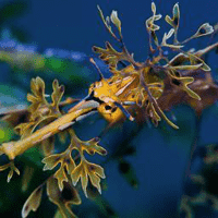 Leafy Seadragon (Phycodurus Eques)