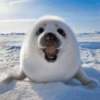 Harp Seal (Pagophilus Groenlandicus)