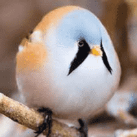 Bearded Reedling (Panurus Biarmicus)