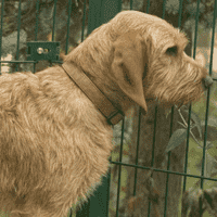 Griffon Fauve de Bretagne