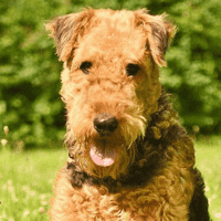 Airedale Terrier