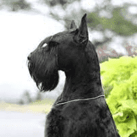 Giant Schnauzer