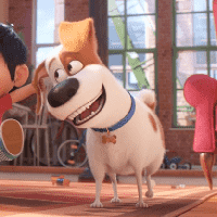 The Secret Life of Pets (2016)