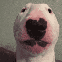 Nelson “Walter” the Bull Terrier