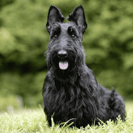 Scottish Terrier