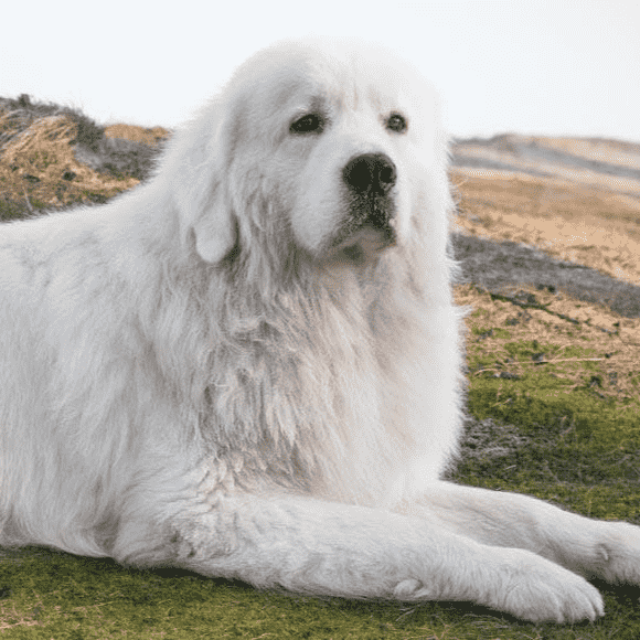 Polish Tatra Sheepdog