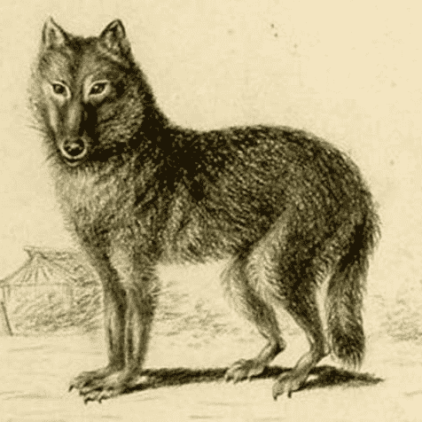 Japanese Wolf