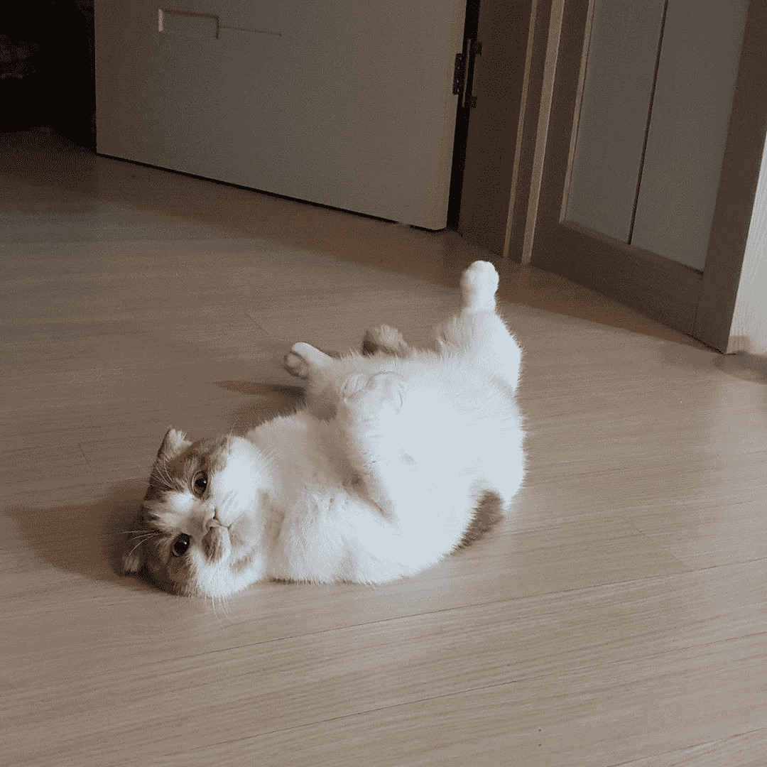 Ggomo