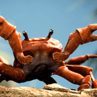 Crab Rave