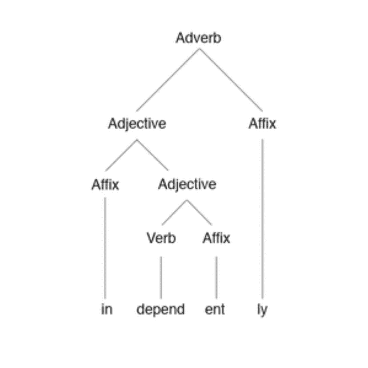 Morphology