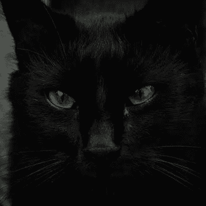 Black cat