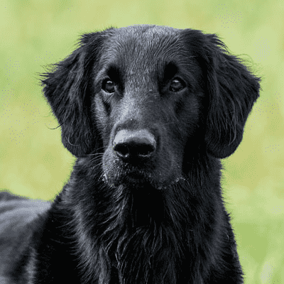 Flat-Coated Retriever