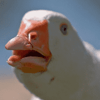 Dolan Dark