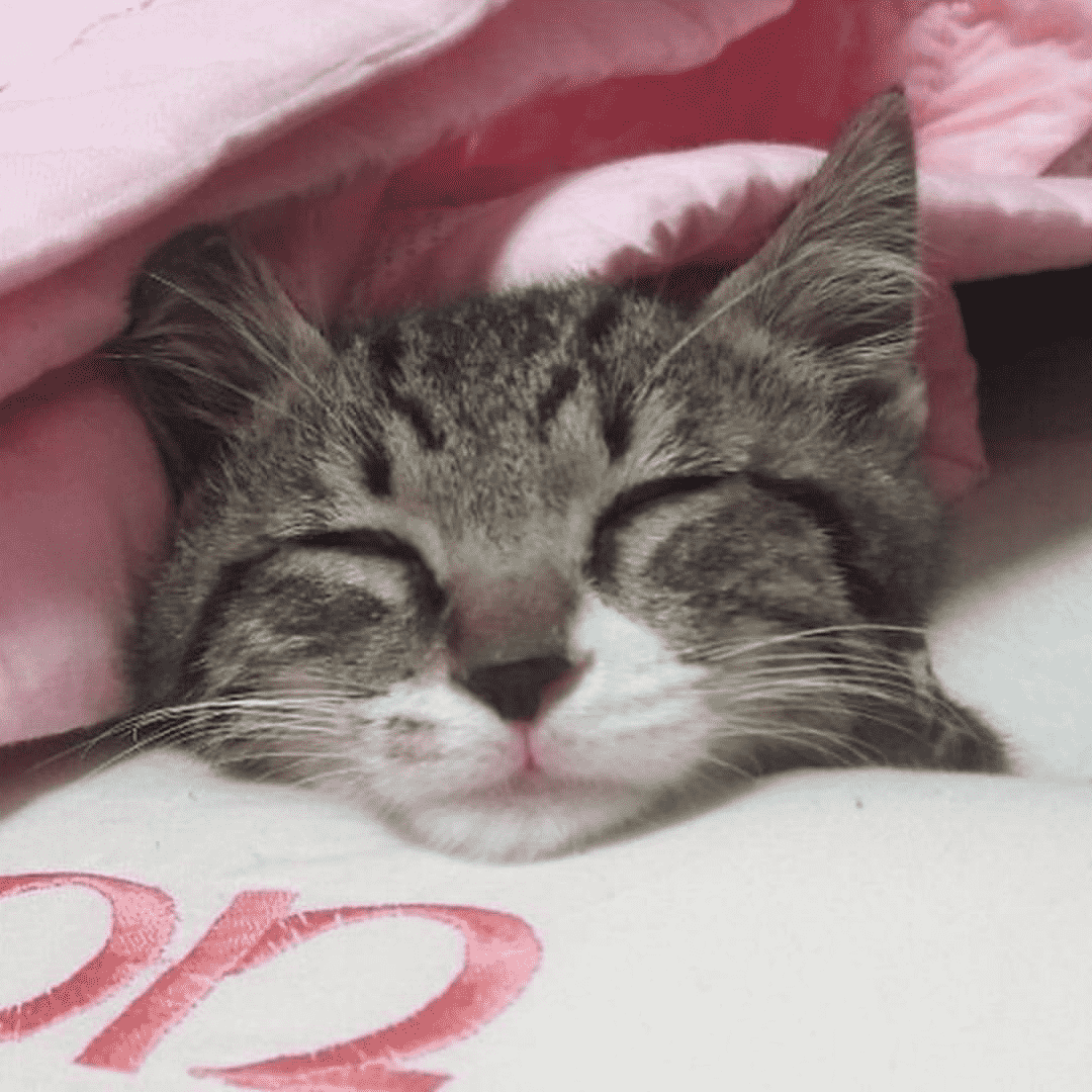 Dori 도리 (Stray Kids)