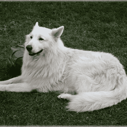 White Swiss Shepherd