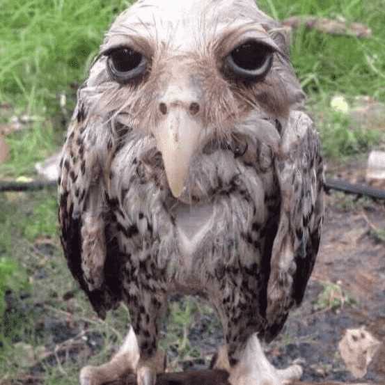 Wet Owl