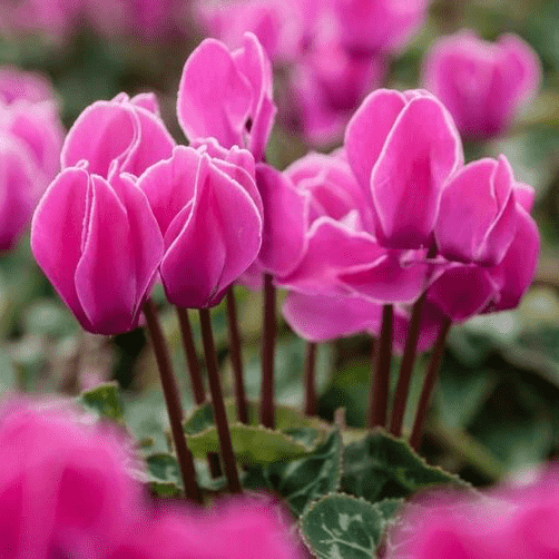 cyclamen