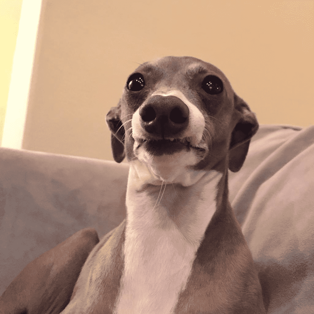 Kermit the Dog