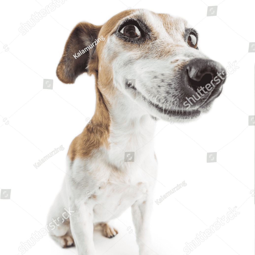 Adorable Funny Smiling Dog White Background