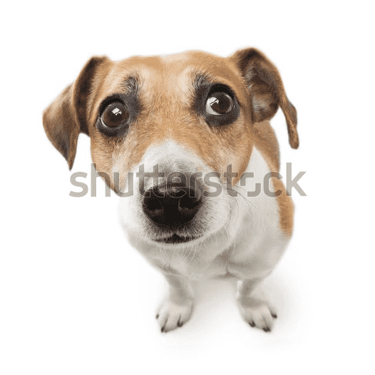 Cute Dog Big Nose Looking Side