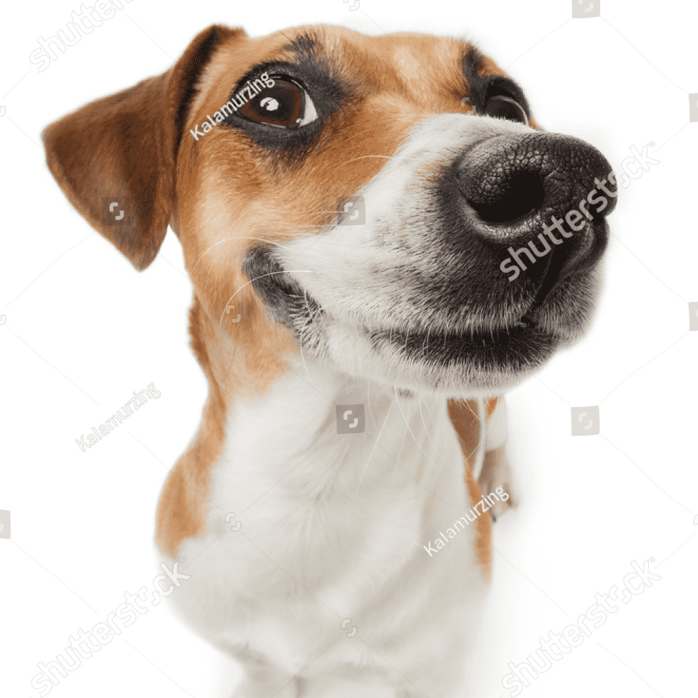 Smiling Jack Russel Terrier Dog Pleased