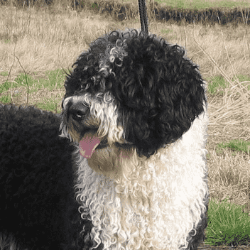 Spanish Water Dog