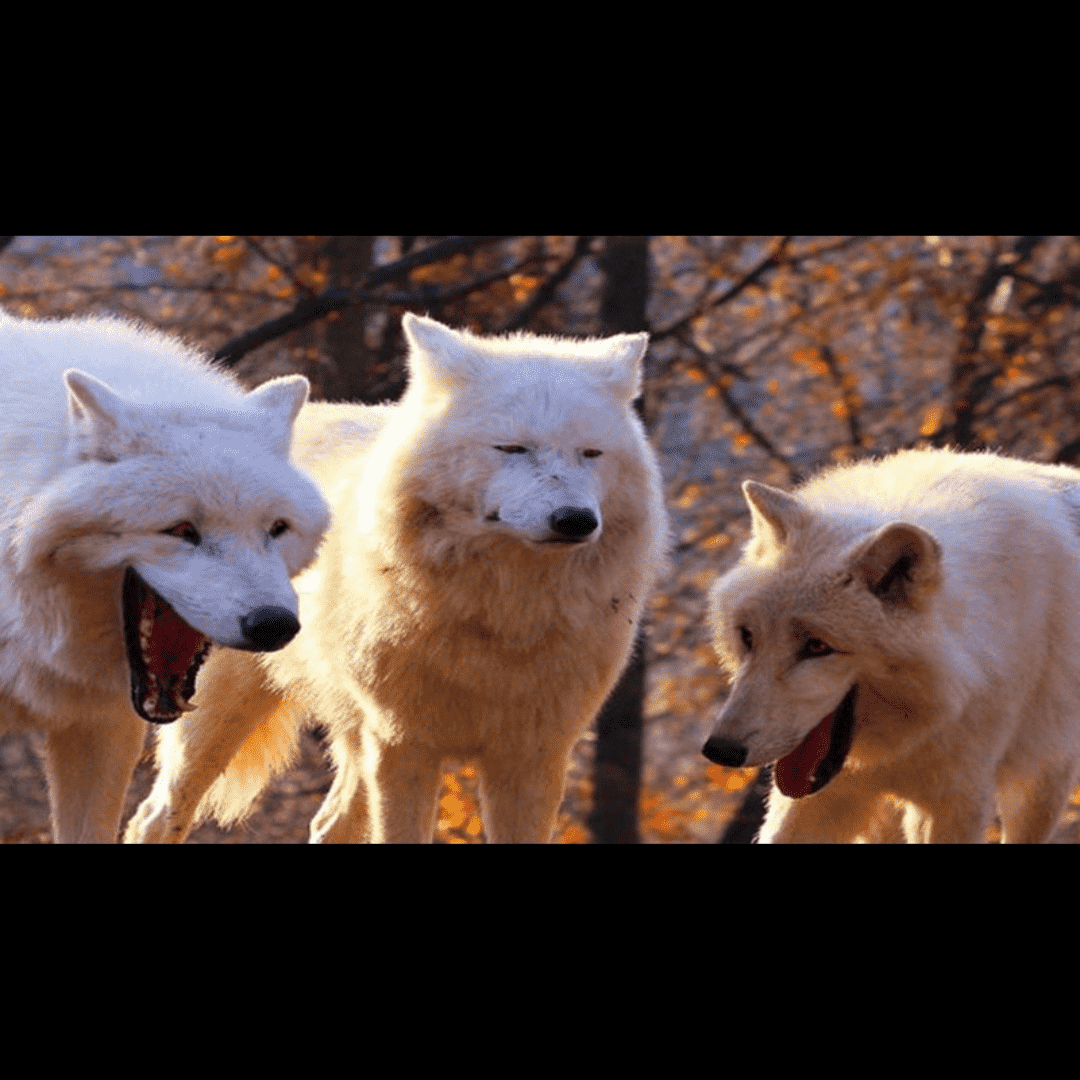 Laughing Wolves