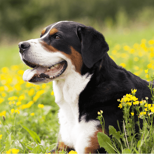 Greater Swiss Mountain Dog