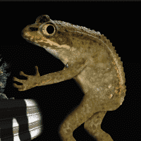 Loveland frog