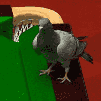 Snooker Pigeon
