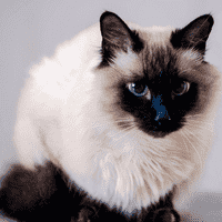 Balinese cat