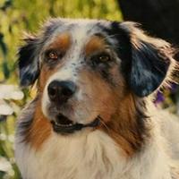 Mazie