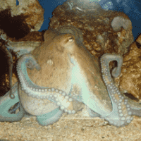 SCP-2967 "Sapient Cephalopods"