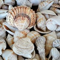 Seashell