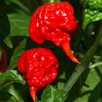 Carolina Reaper