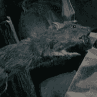 The Rats