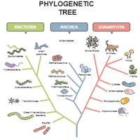 Phylogeny