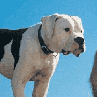 Homeward Bound (1993)