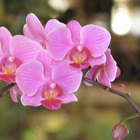 Orchid