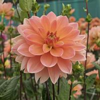 Dahlia