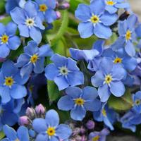 Myosotis (Forget-me-nots)