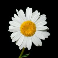 Leucanthemum