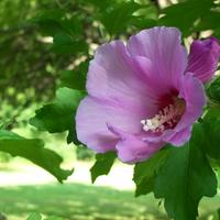 Rose of Sharon